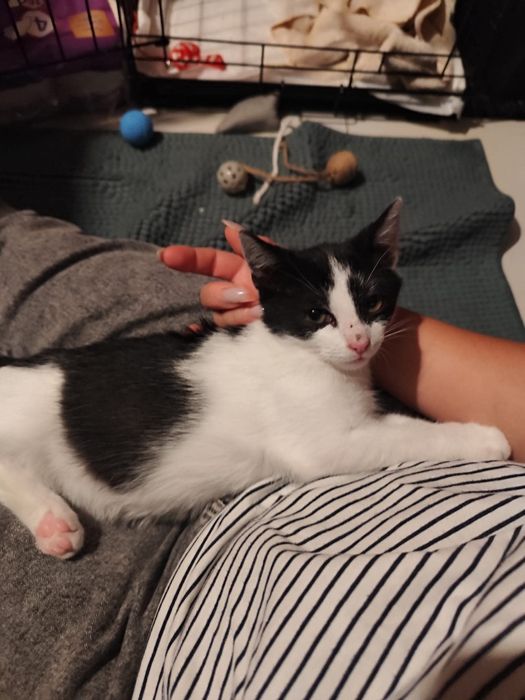 Biało-czarny kocurek poleca się do adopcji:)