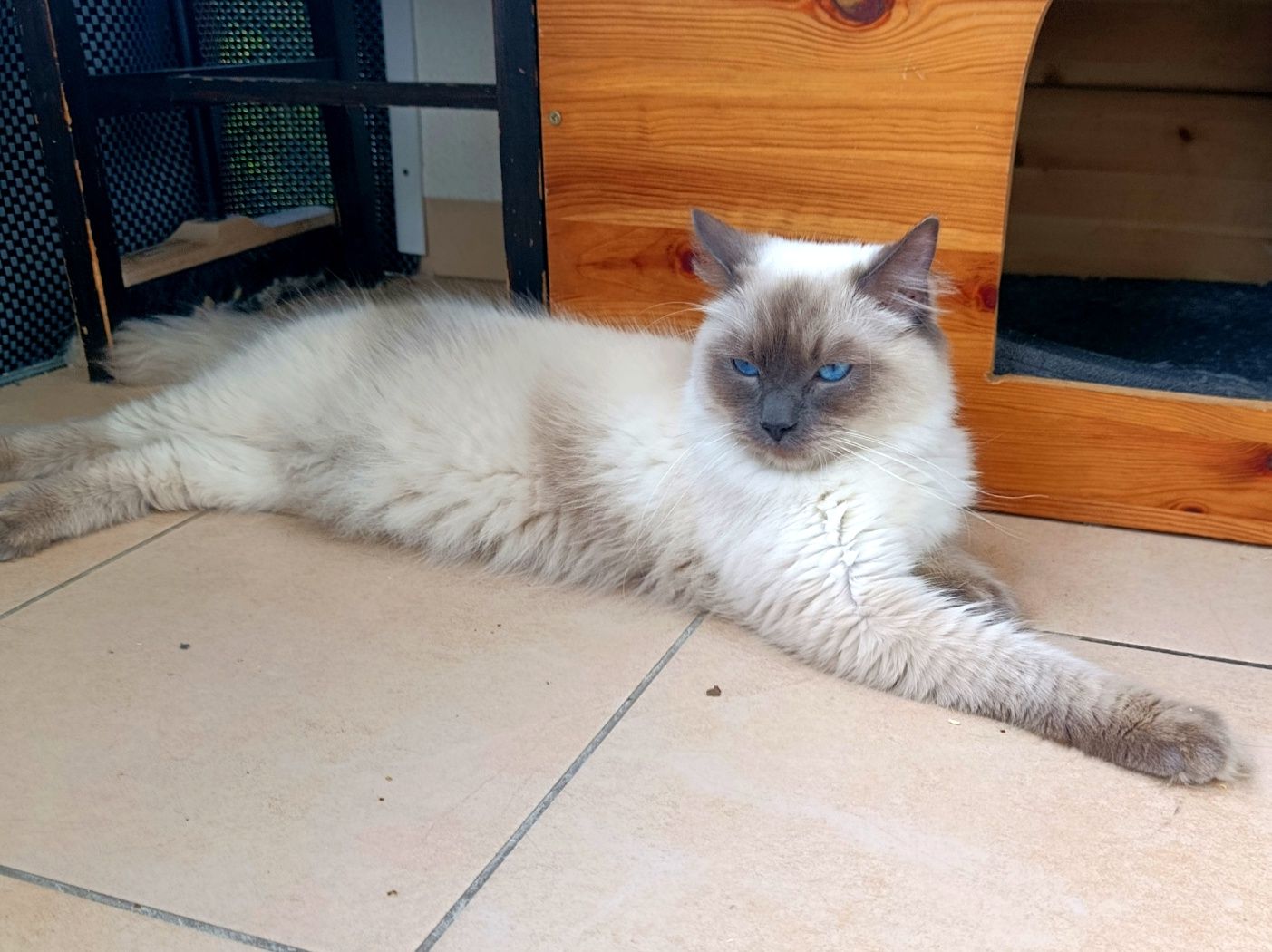 Ragdoll kocur zaprasza na krycie