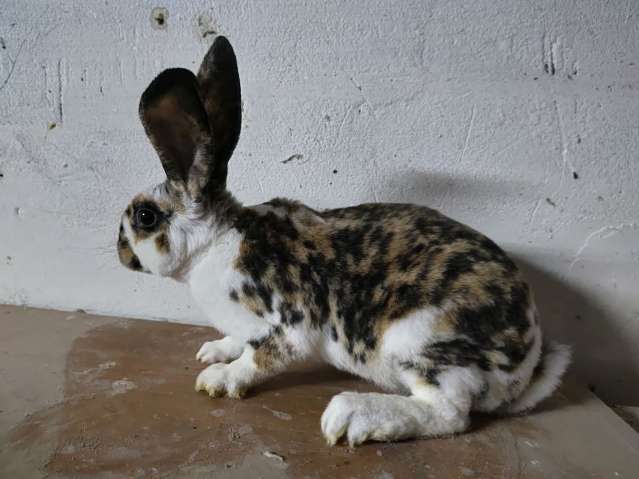 Rex japoński i trójbarwny