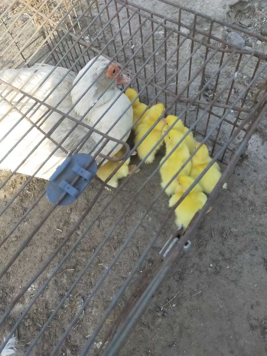 Jaja lęgowe kaczek olbrzymie, gesie i  kur ozdobnych dużych brahna i k