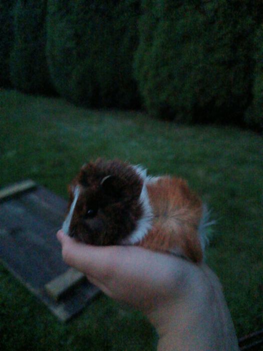 Świnki morskie malutkie