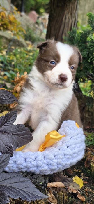 Border Collie suczka czekoladowy color