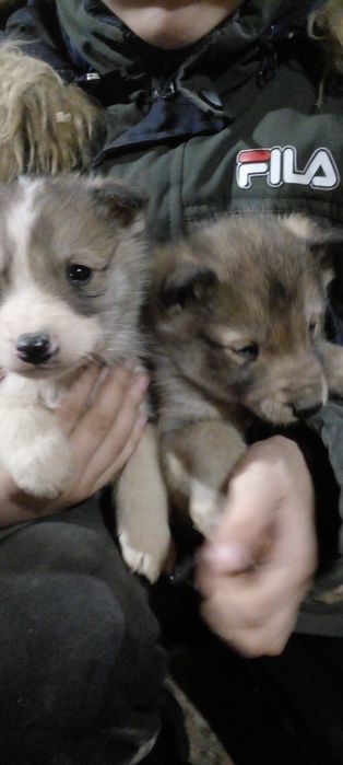 Западно сибірські лайки чекають на свого господаря