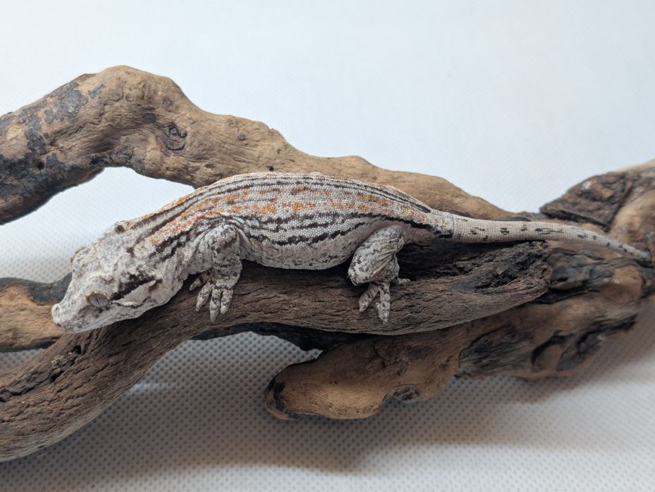 Gekon z Nowej Kaledonii samica