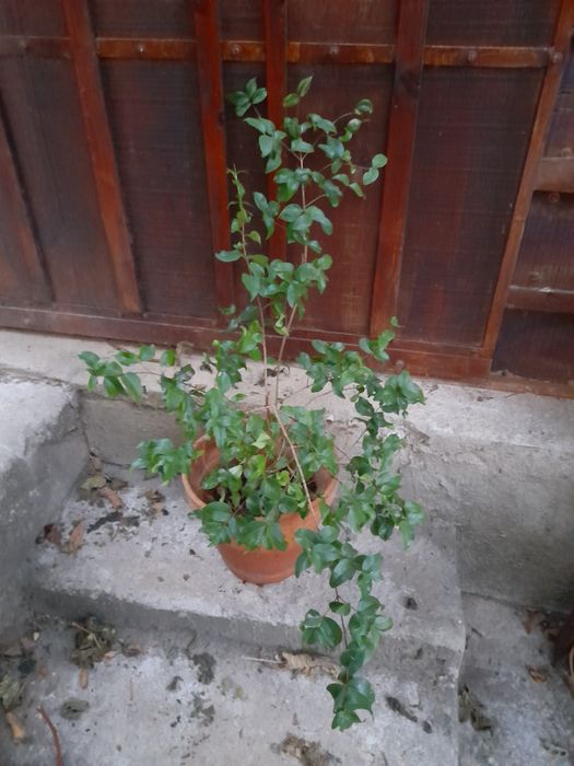 Arbusto de fruta pitanga