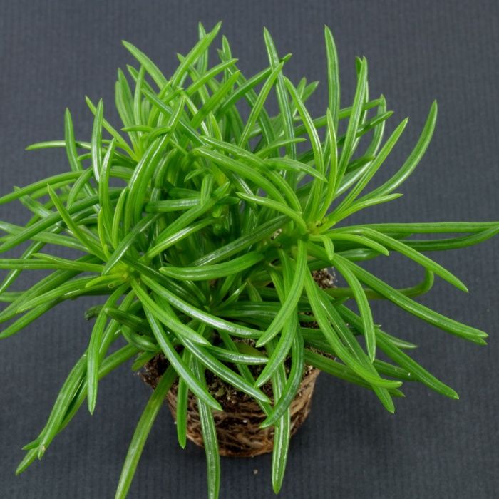 SENECIO Barbertonicus - Planta em vaso - Vários tamanhos desde 15 €