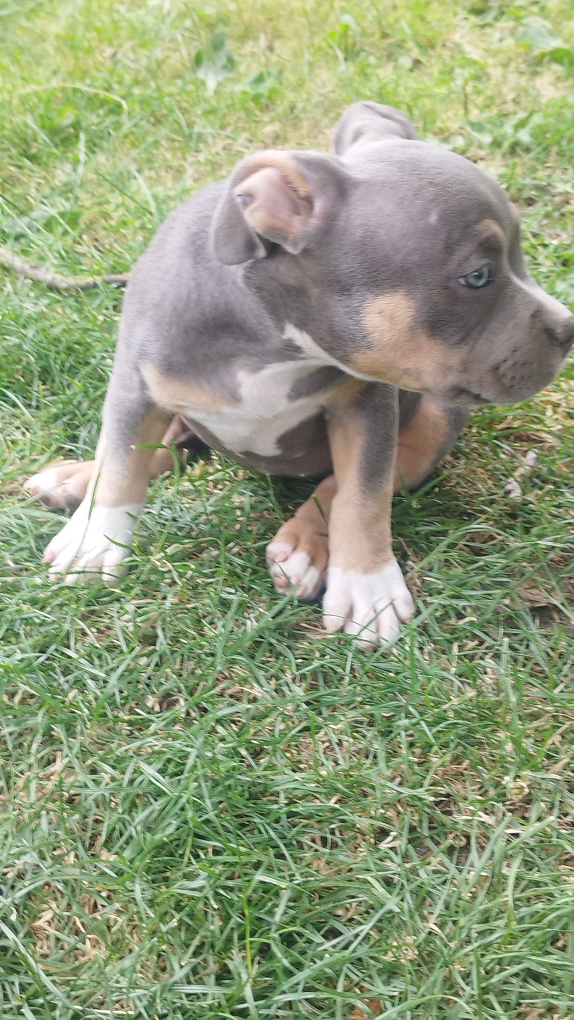 American Bully Standard