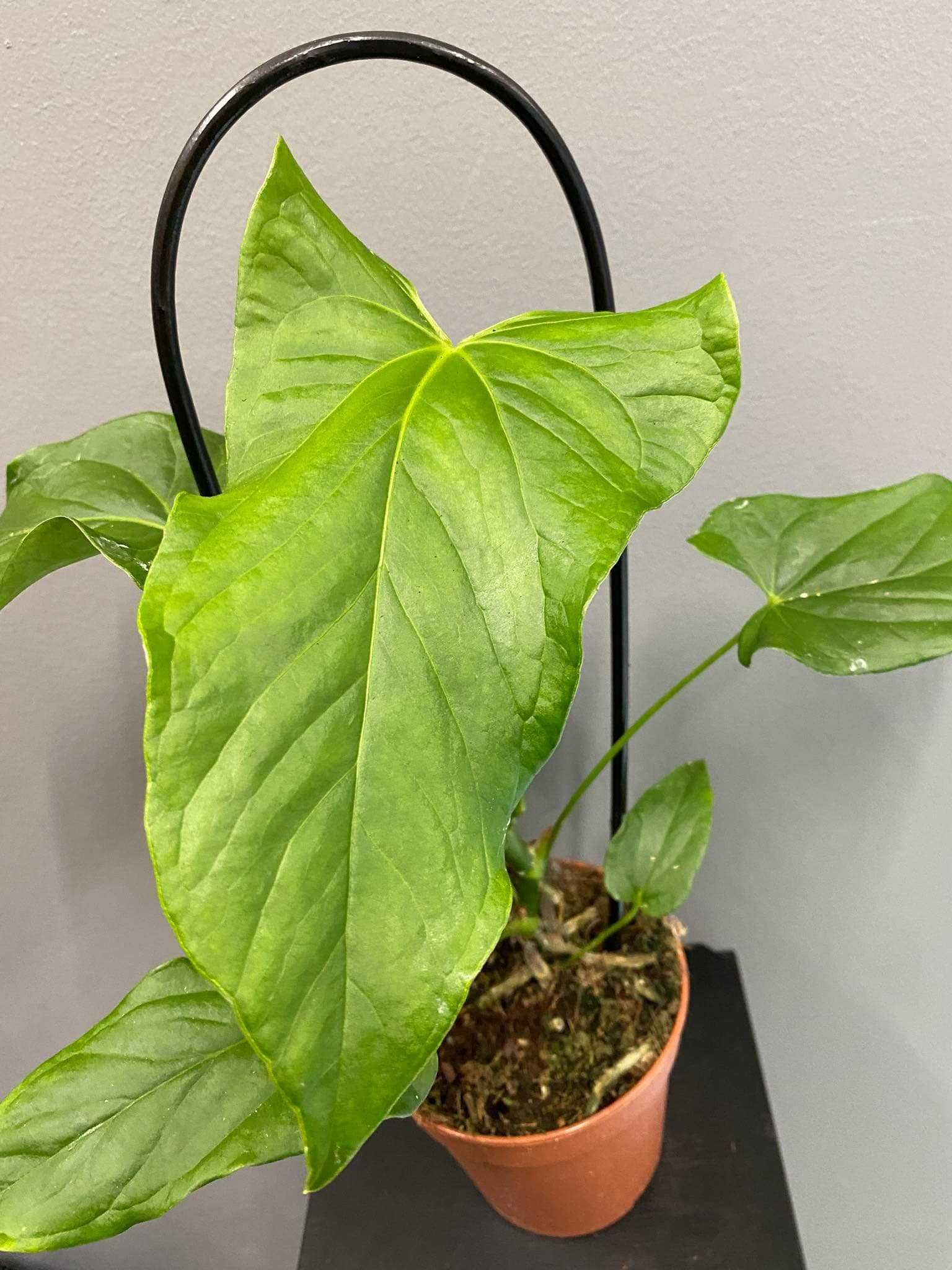 Anthurium Balaoanum Anturium
