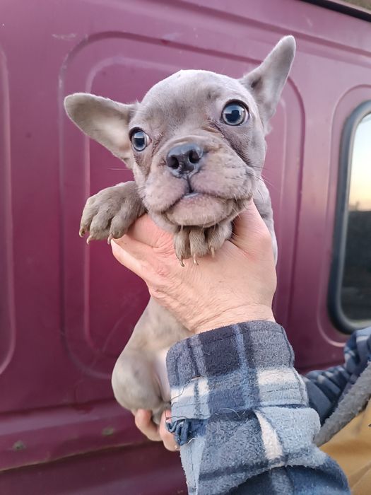 Мега круті Французи, мега різних кольорах,мега розумні!