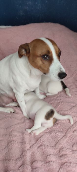 Jack Russell terrier oddam
