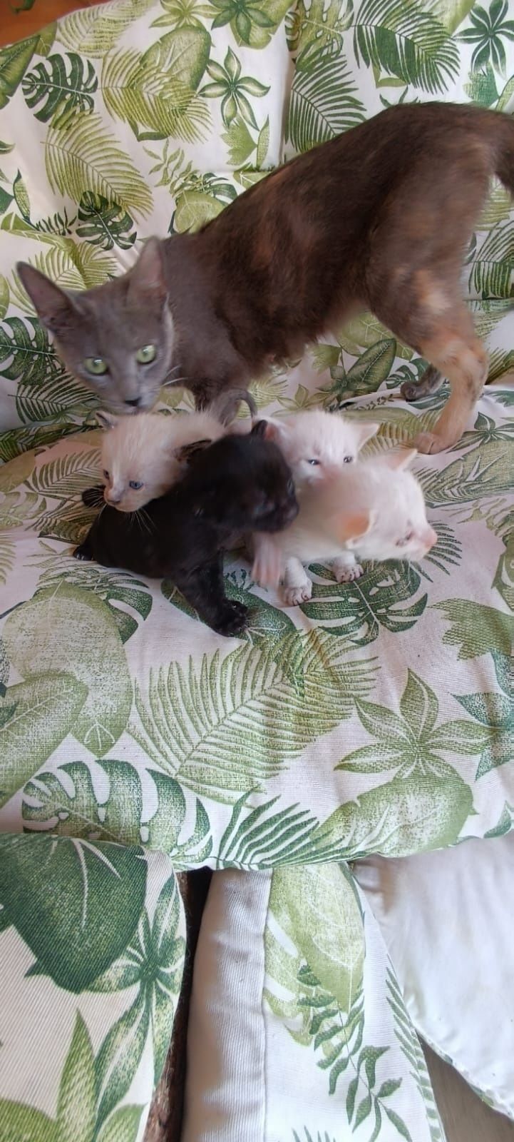Gatinhos Para doar