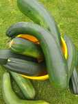 Cukinia BIO 20kg