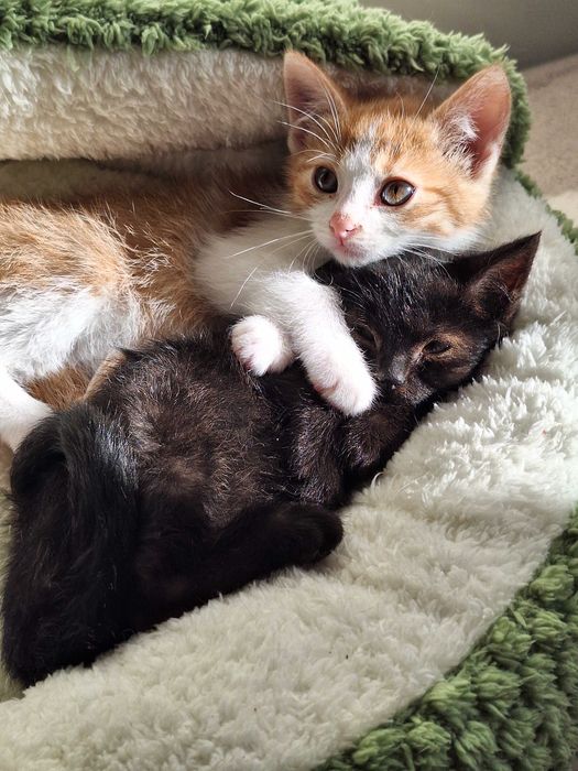 Śliczne kocie maluchy szukają domu!