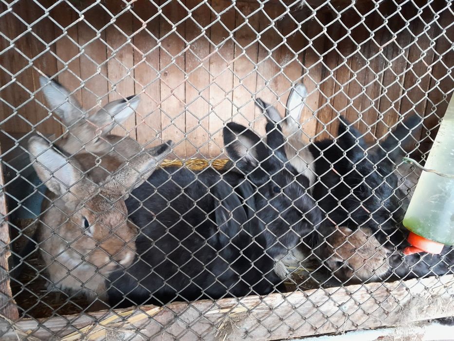 Kroliki duze mieszance