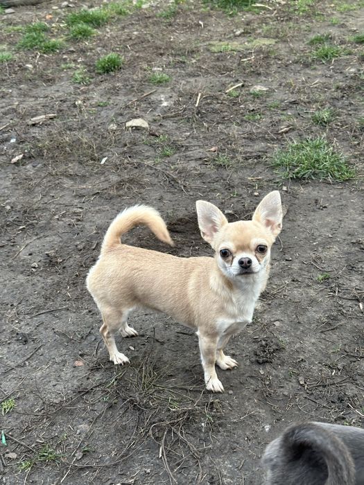 Мини девочка чихуахуа