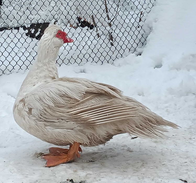 Утки  мускусні ( індоутки ) маленькі утя  та дорослі утки