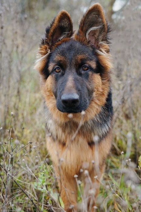 7-miesieczny Takos szuka domu