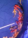 Karp koi Long Fin Butterfly selekcja Royal Fin zooPirania Olsztyn wysy