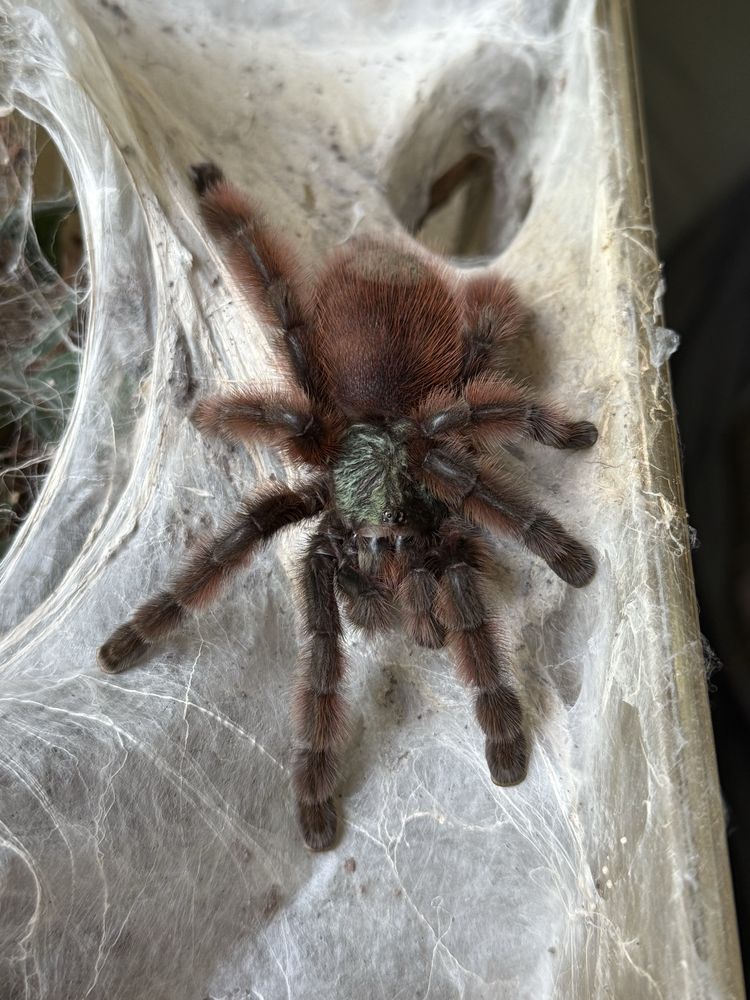Ptaszniki Hodowla