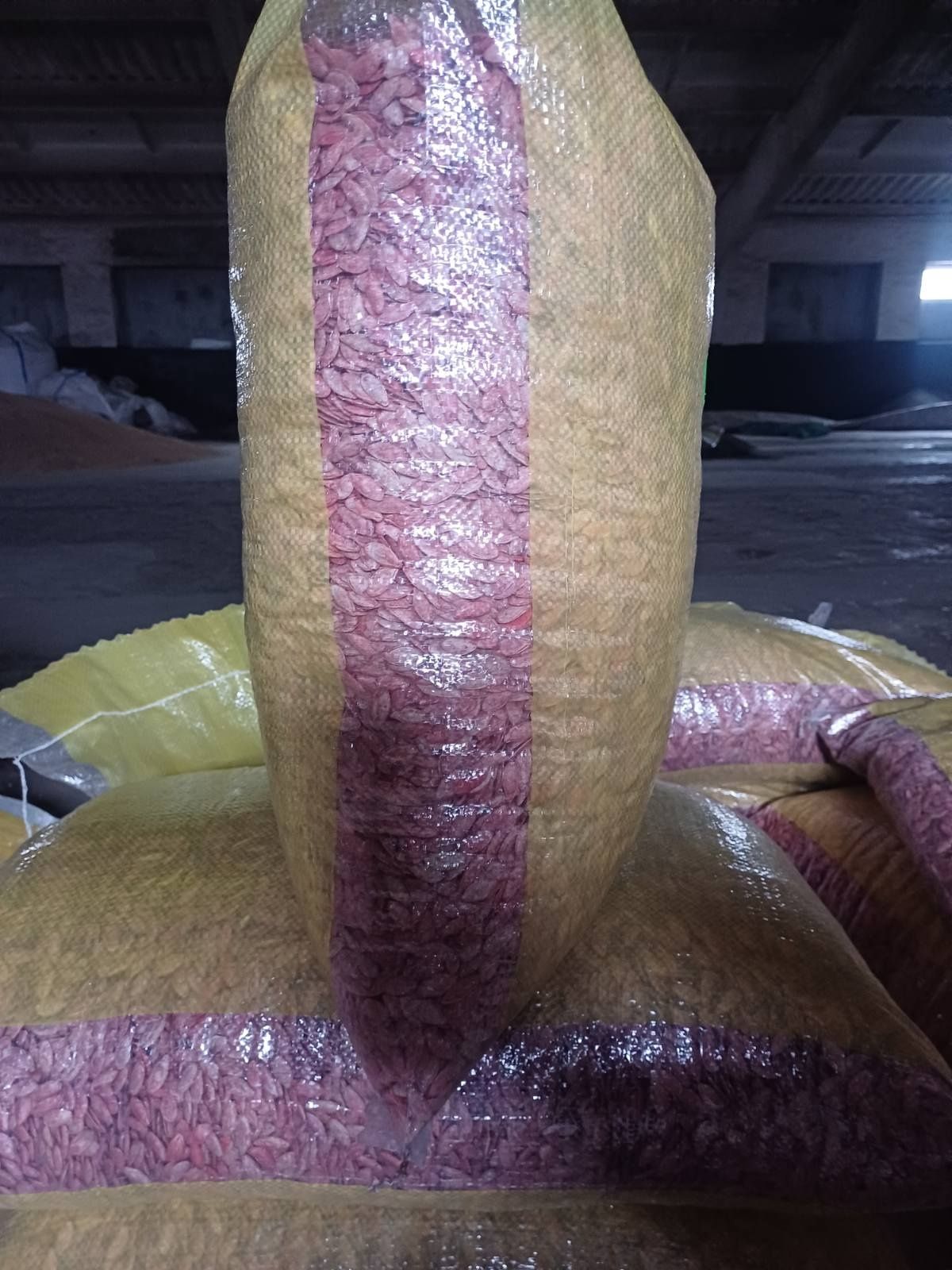 Продам насіння гарбуза сорту Турка