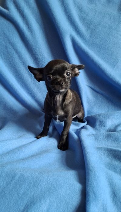 Słodziak piesek Chihuahua