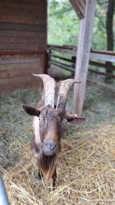 Kozioł / Cap Alpejski