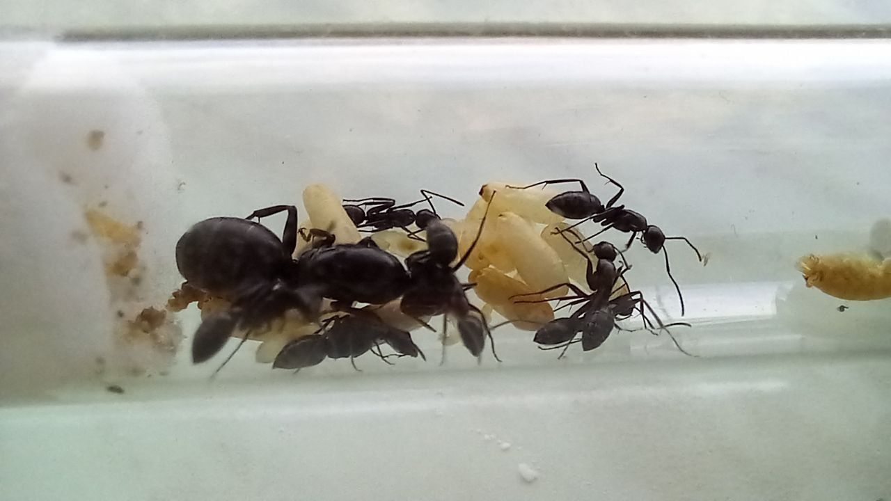 Мурахи Camponotus Vagus