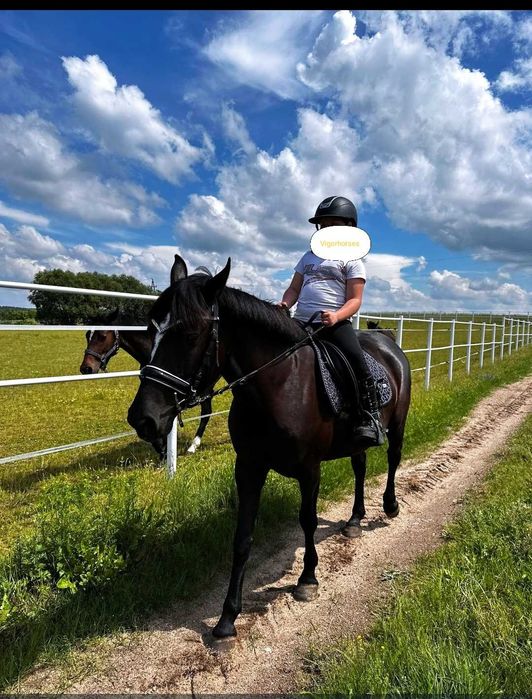 Sprzedam klacz spokojna