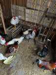 Kogut koguty włoszka australorp czubatka mix