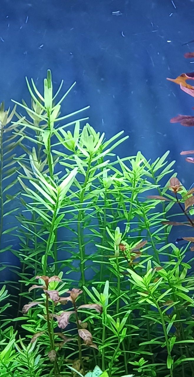 Rotala Rotundifolia Green roślina akwariowa