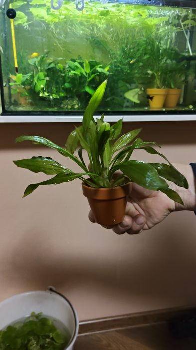 Żabienica Amazońska