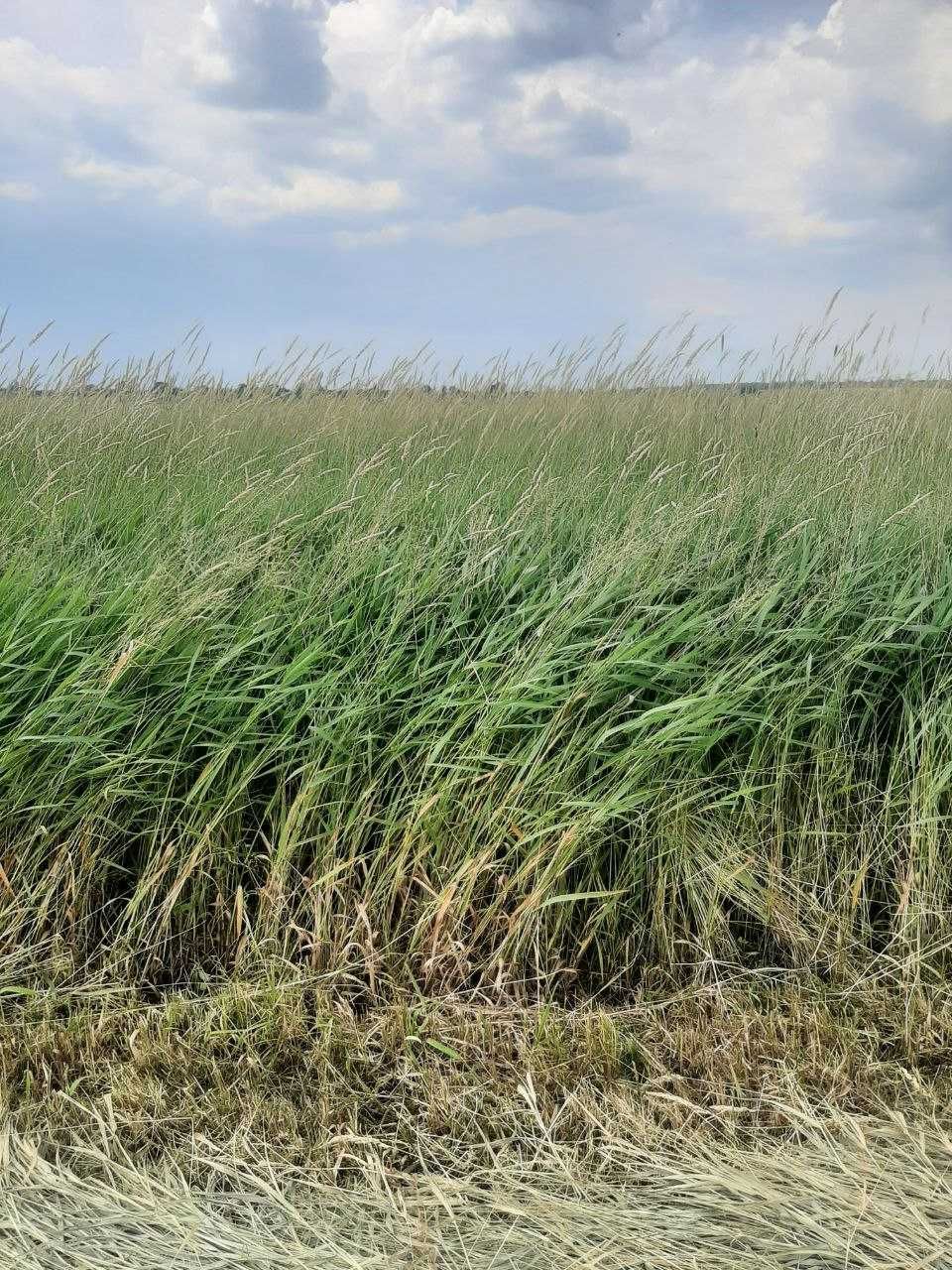 Сіно в тюках лучне.