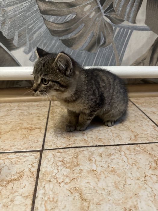 Котик та дві киці ,шукають родину