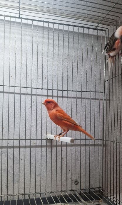 canário vermelho nevado