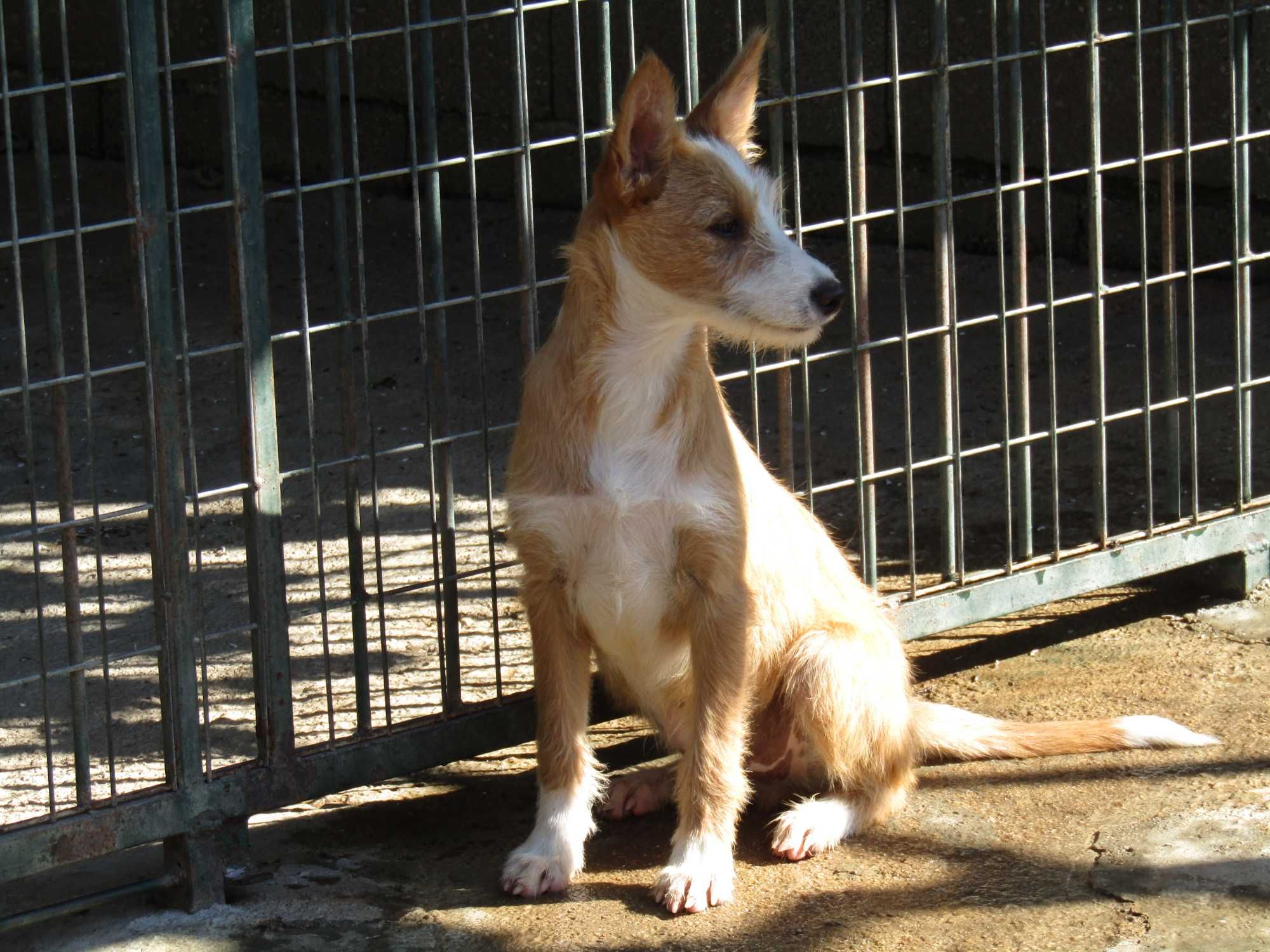 Podengo Português Médio cerdoso com LOP/Pedigree.