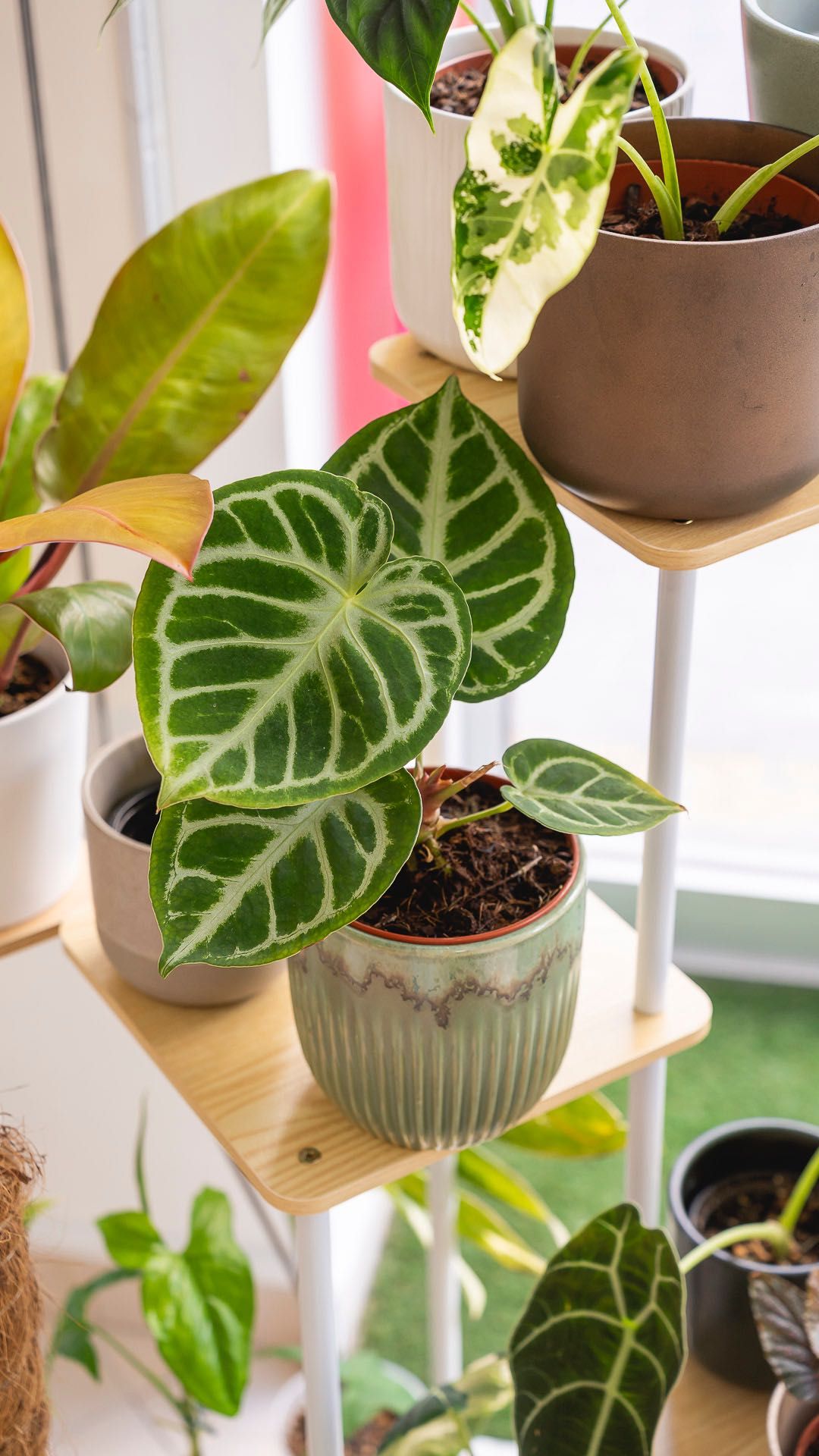 Anthurium Clarinervium - Planta de interior