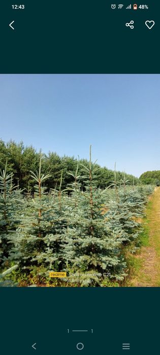 Choinki świerki na działkę