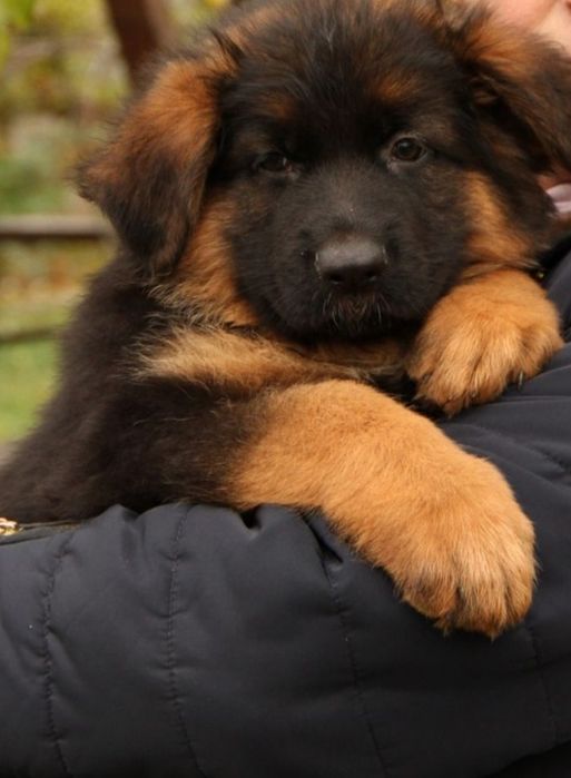 Кобель німецької вівчарки довгошерстної