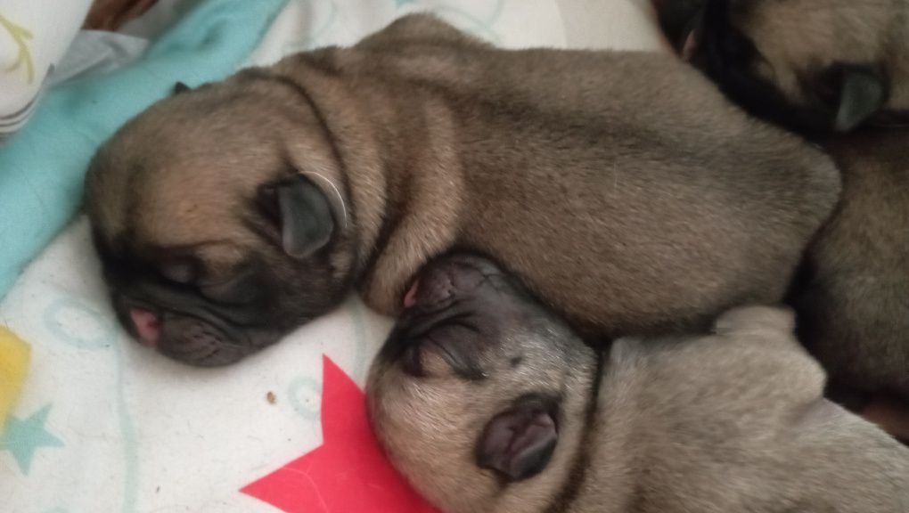 Mops śliczny piesek rezrwacja