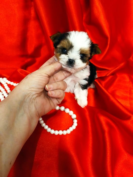 Bardzo maleńki samczyk z metryką ZkwP/FCI Biewer Yorkshire terrier.