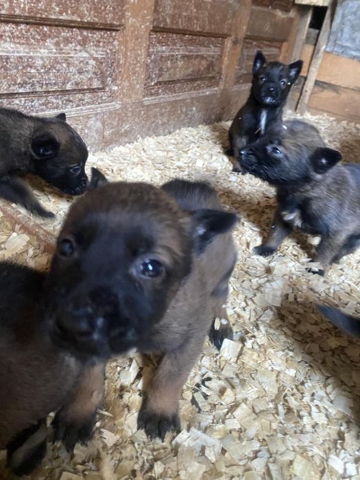 Маланка Бельгійська вівчарка