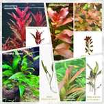 Pack de 40 Plantas Aquário - 12 Espécies