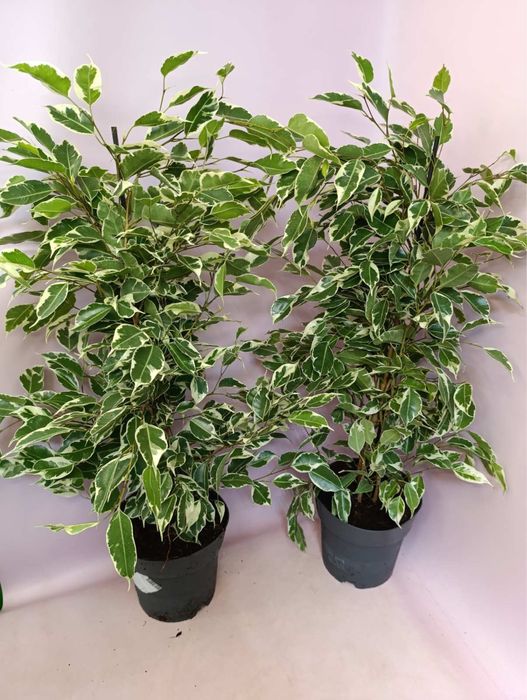 Фікус Твілайт, фікус Анастасія