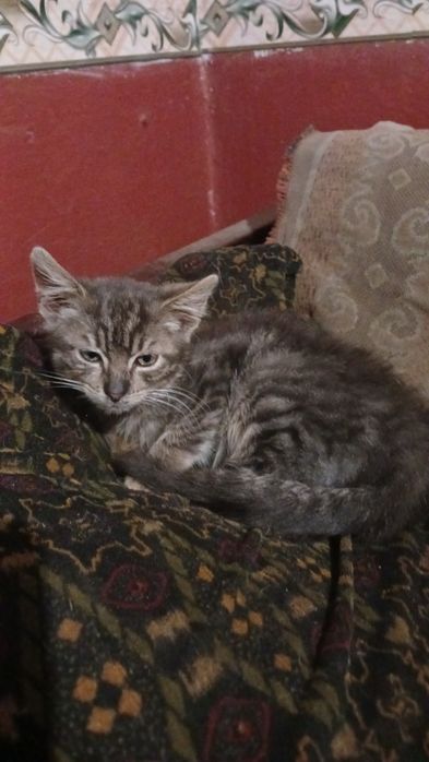 Котеня,кошеня,котик