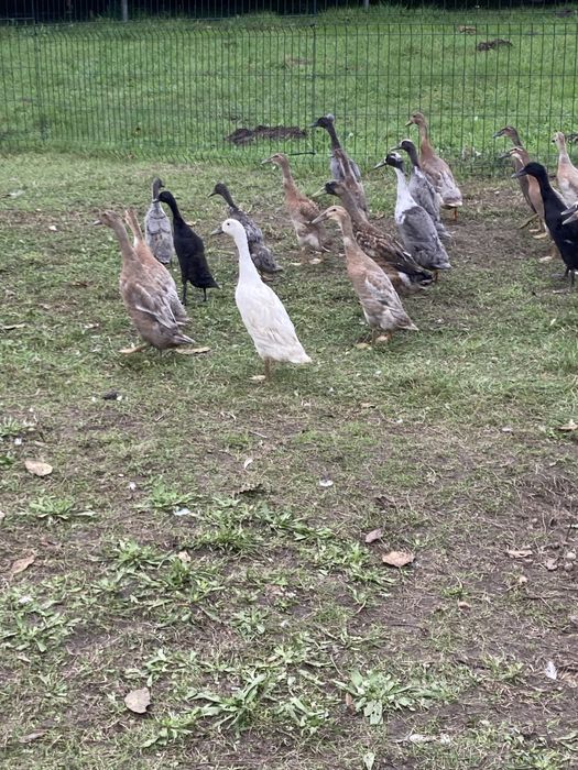 Kaczki biegusy młode bieguski ślimakożercy