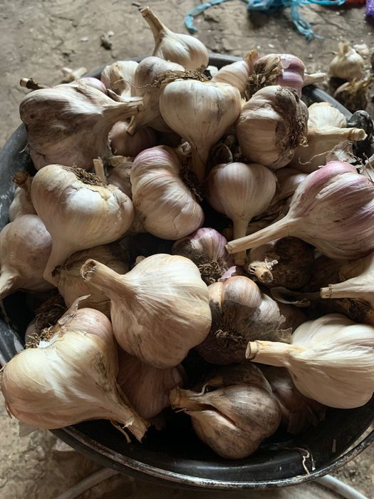 Продам Часник різної фракції, деталі за телефоном