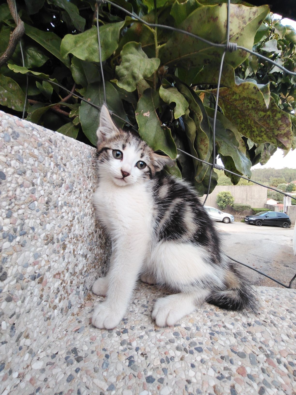 Gatinho./macho./