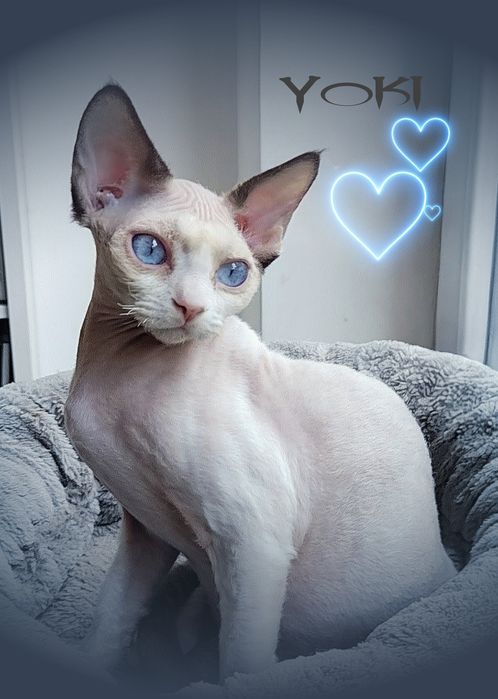 Devon rex Yoki z oczami jak morze