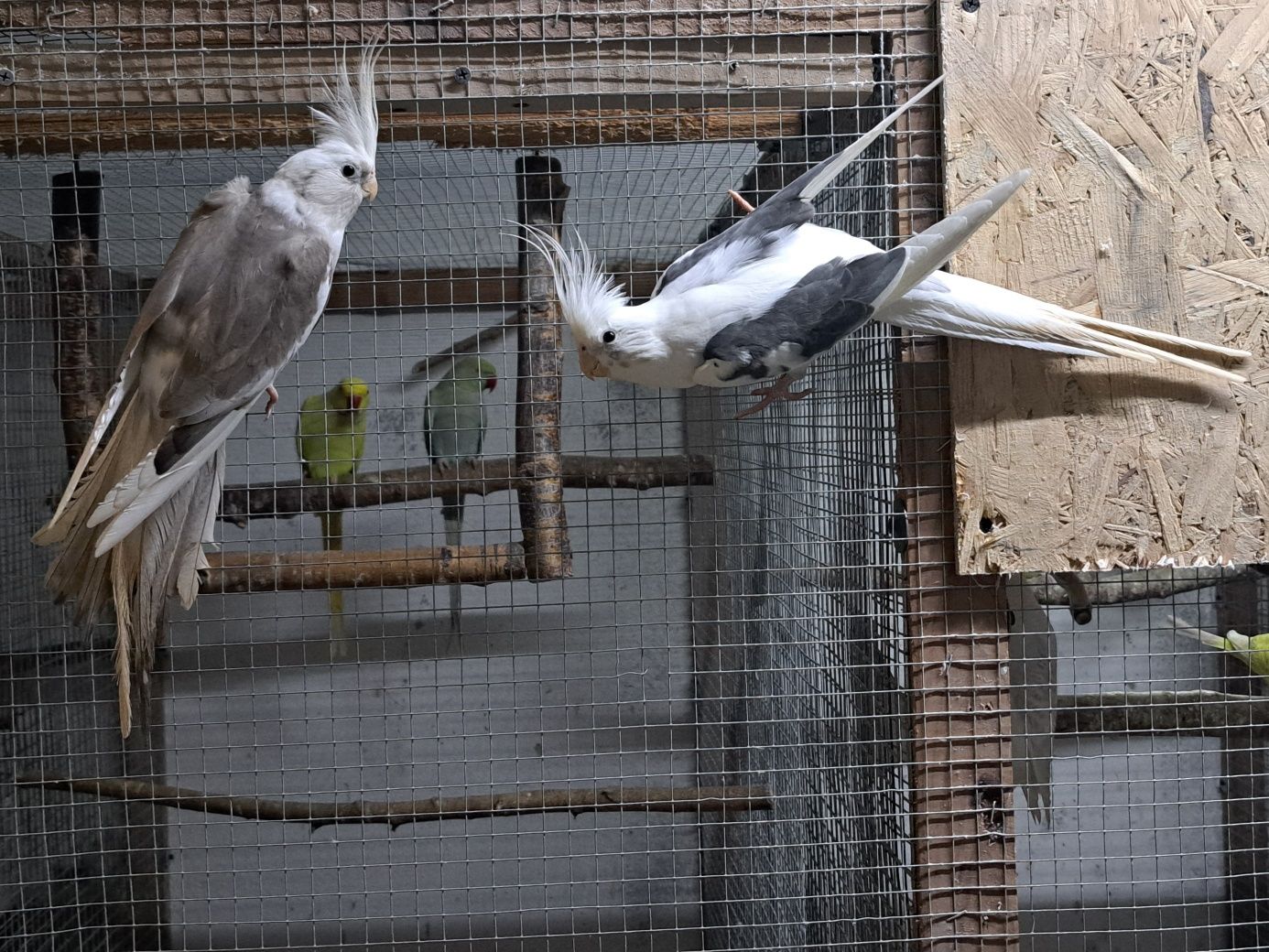 Para papug nimf wystawowych