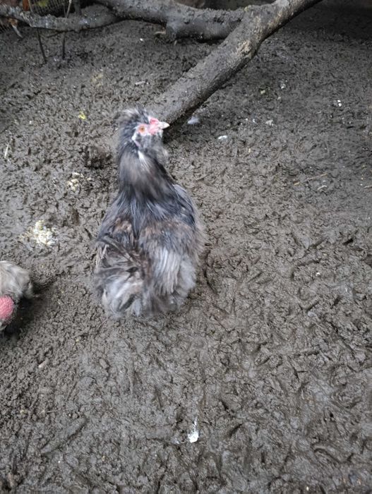 Kogut silka jedwabista